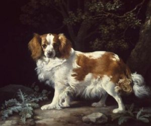 King Charles Spaniel, 1776