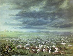 Ambush For Flamingos In South America, 1856