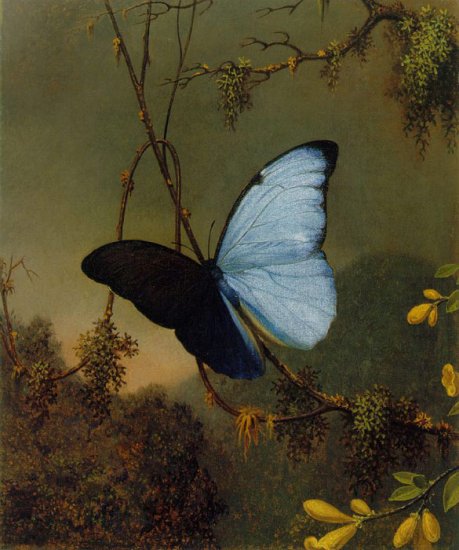 Blue Morpho Butterfly, C.1864-1865 - Click Image to Close