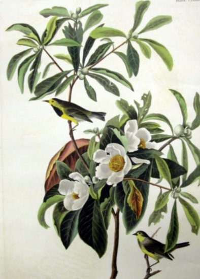 Franklinia Alatamaha, 1833 - Click Image to Close