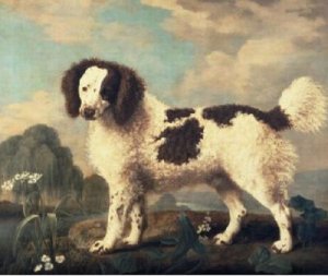 Brown And White Norfolk Or Water Spaniel, 1778