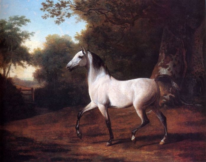 A Grey Arab Stallion In A Wooded Landscape - Click Image to Close