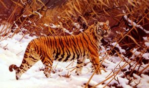 Siberischer Tiger In Einer Schneelandschaft, 1919