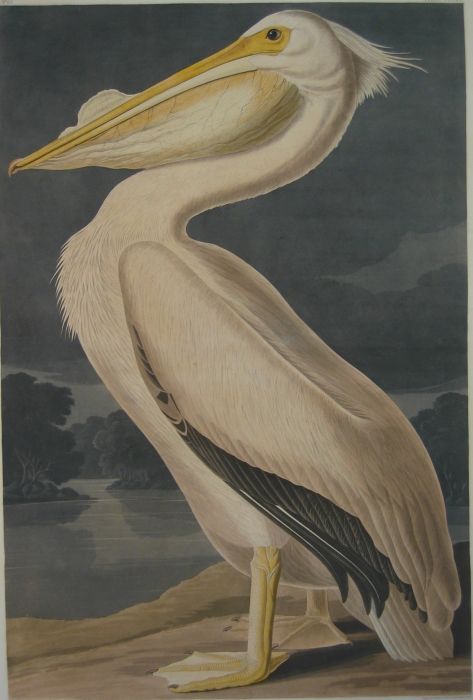 American White Pelican