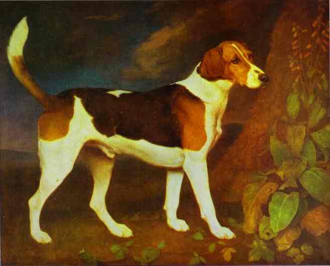 A Foxhound, Ringwod, 1972