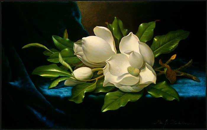 Giant Magnolias On A Blue Velvet Cloth, C.1890