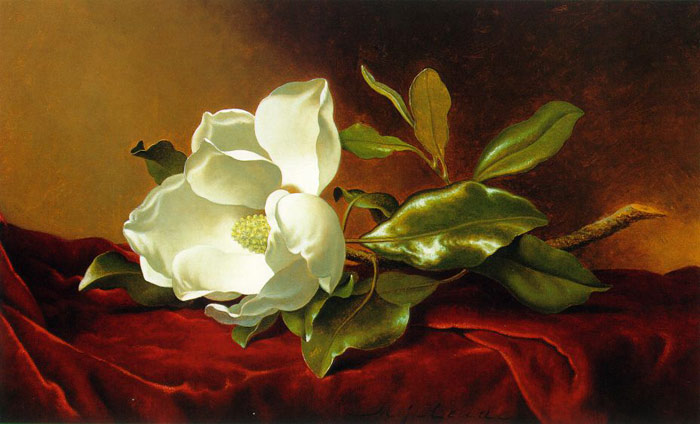 Single Magnolia On Red Velvet, C.1885-1895