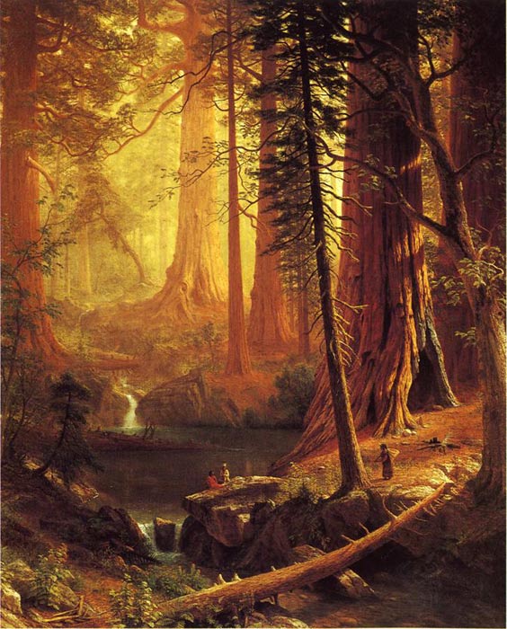 Gianat Redwood Trees Of California Aka Great Redwood , 1874