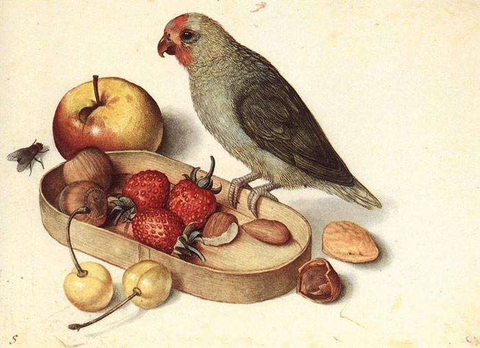 Still Life With Pygmy Parrot, Undated